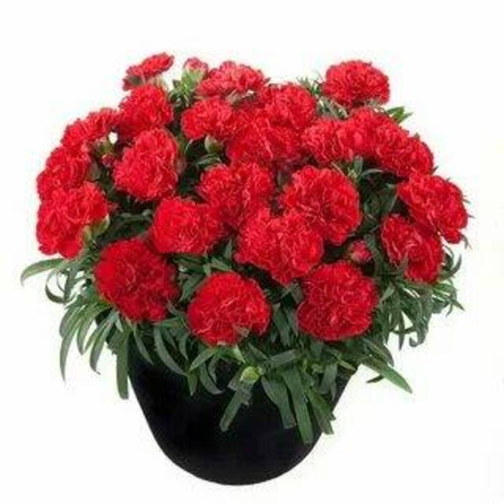 Гвоздика Dianthus Sunflor Red bull